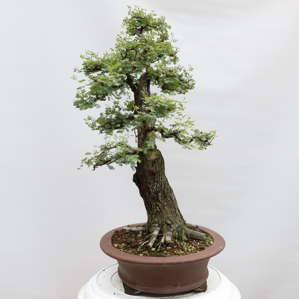Izba bonsai – Akacia Arabica