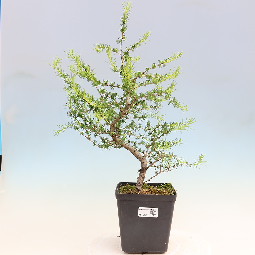 Vonkajšie bonsaje -Larix decidua - Smrekovec