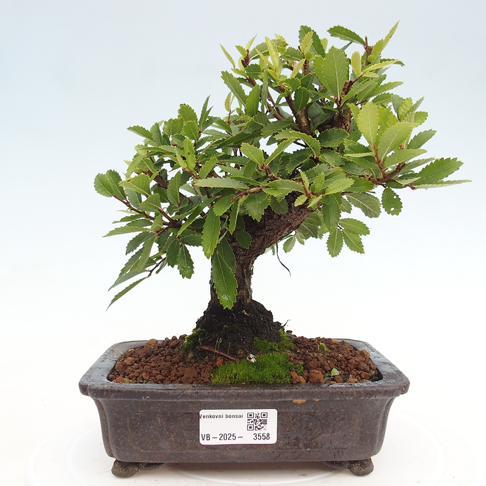 Vonkajšie bonsaje - Zelkova - Zelkova NIRE