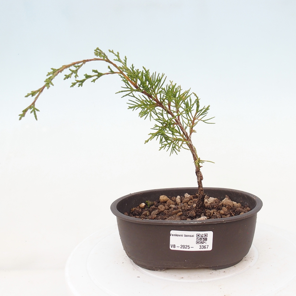 Vonkajší bonsai - Juniperus chinensis Itoigawa -Jalovec čínsky