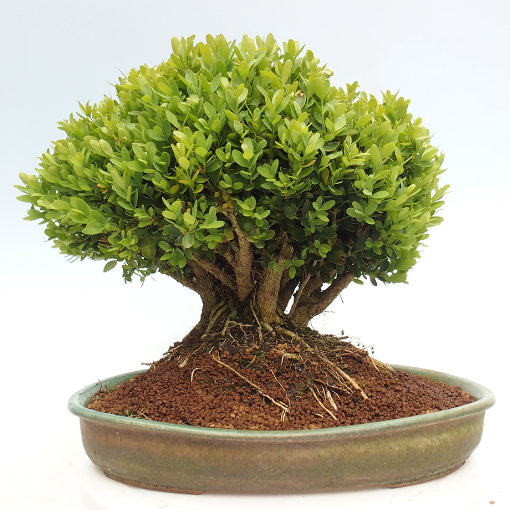 Vonkajšie bonsai - Buxus sempervirens - krušpán
