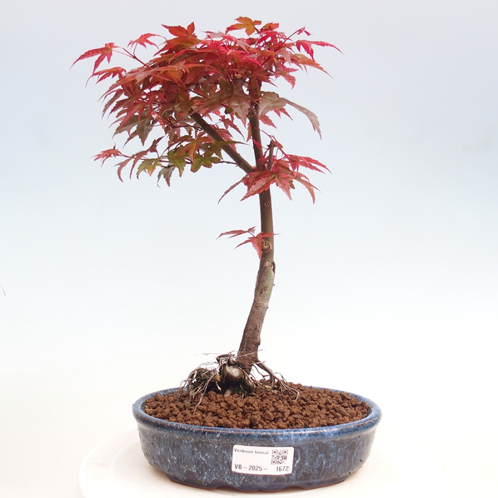 Vonkajšie bonsai - Javor dlaňolistý - Acer palmatum DESHOJO