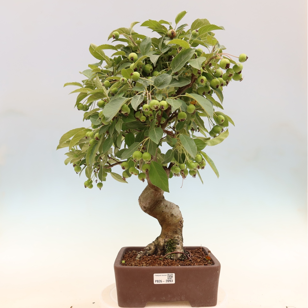 Vonkajšia bonsaj -Malus halliana - Malokvetá jabloň