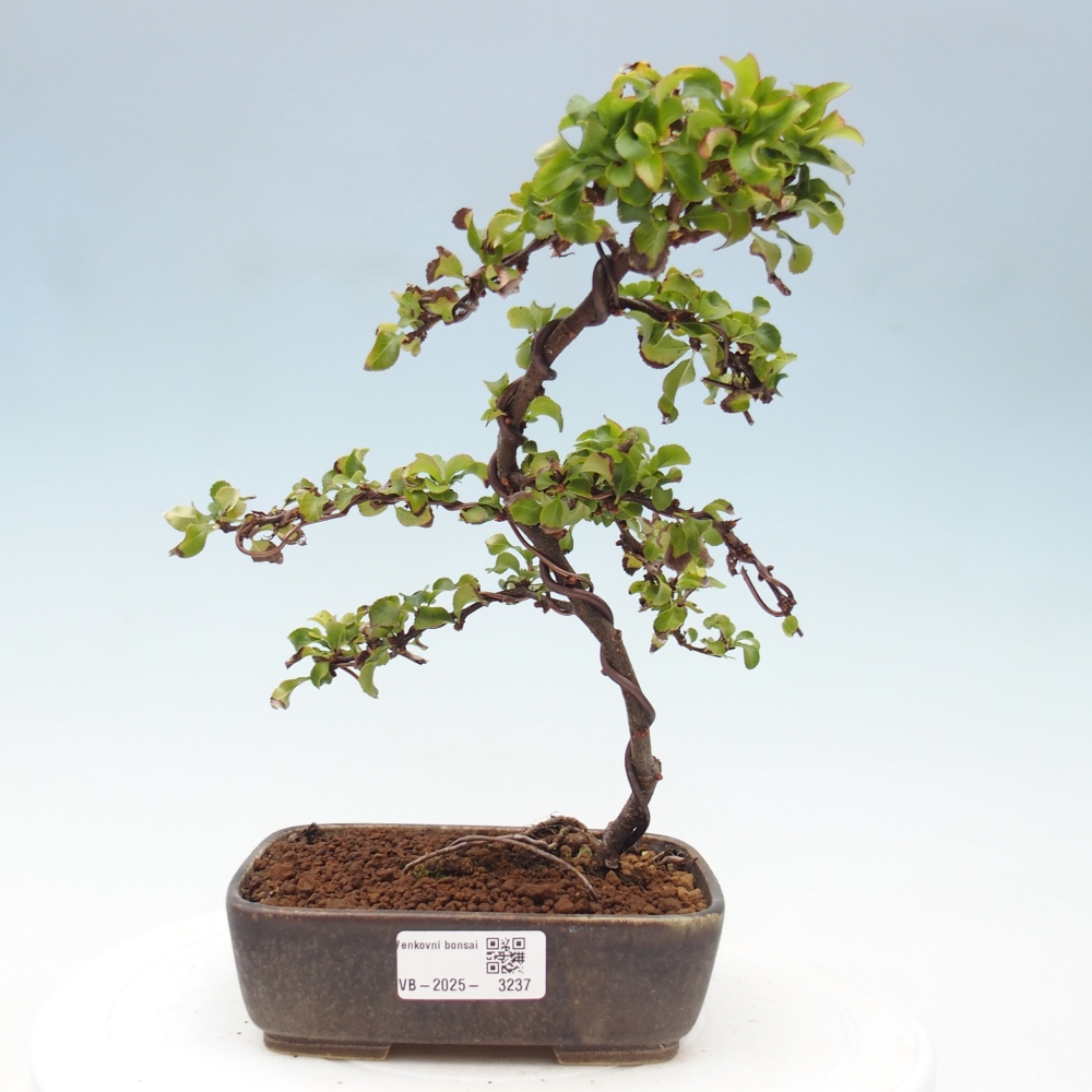 Vonkajšie bonsai - Chaneomeles s. Red Joy - Dulovec