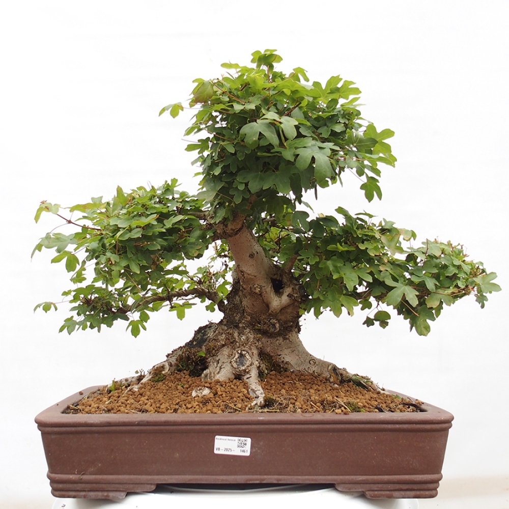 Vonkajší bonsai - Javor Francúzsky - Acer Nonspessulanum