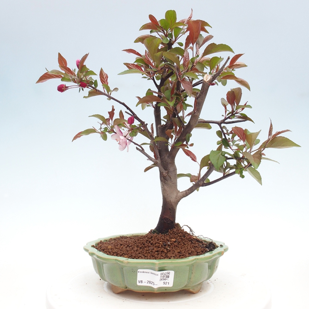 Vonkajší bonsai -Malus domestica - Maloplodá jabloň červenolistá