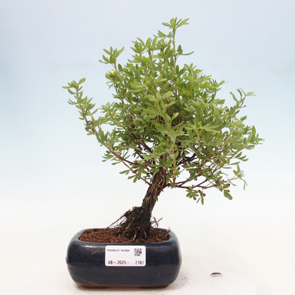 Vonkajšia bonsai-Nátržník krovitá - potentila fruticosa yellow Bird