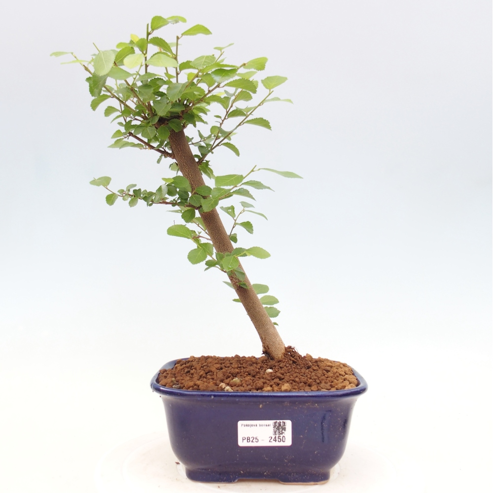 Izbová bonsai - Grewia occidentalis - Hviezdica levanduľová