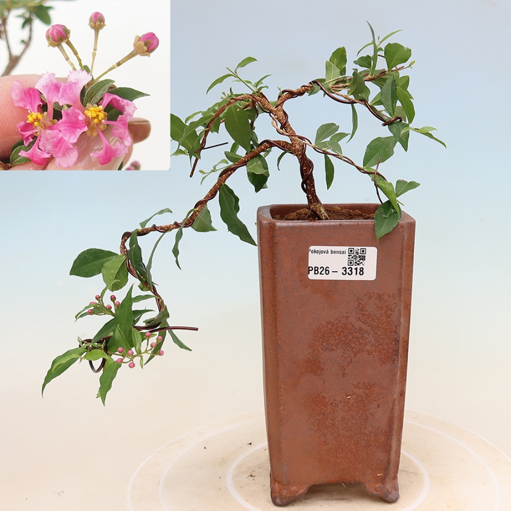 Izba bonsai – barbadoská čerešňa (Malpighia glabra) 