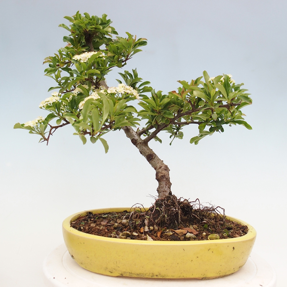 Vonkajšia bonsai-Pyracanta Teton -Hlohyně