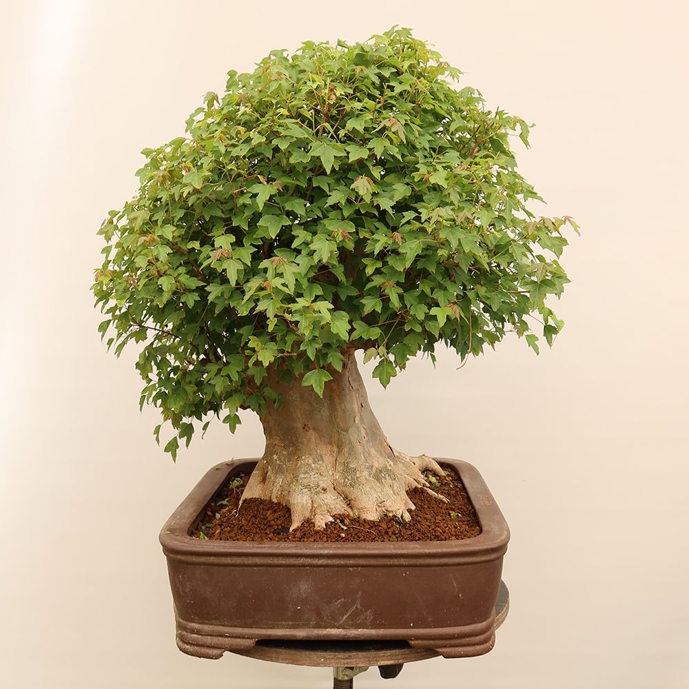 Vonkajšie bonsaje - Javor Burger - Acer Burgerianum