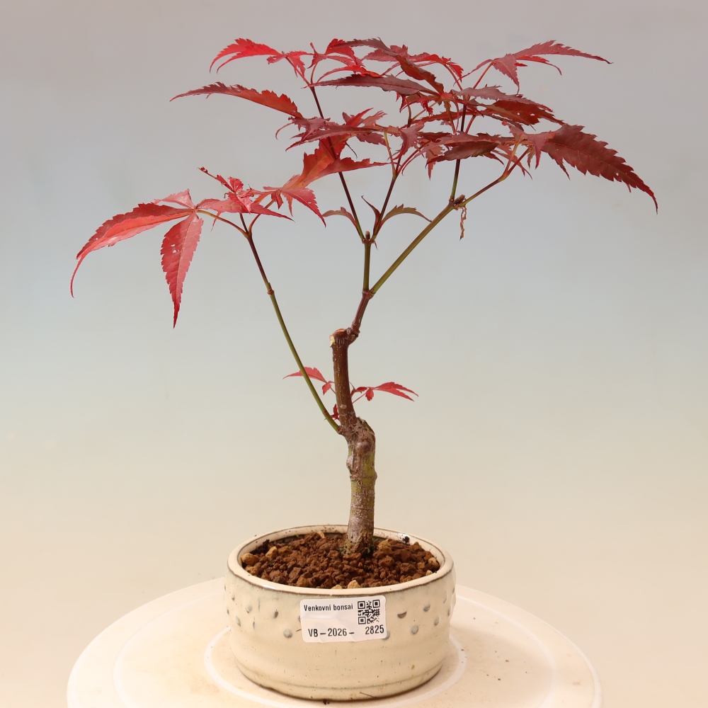 Vonkajšia bonsaj - palma Acer. Atropurpureum-Javor palmový