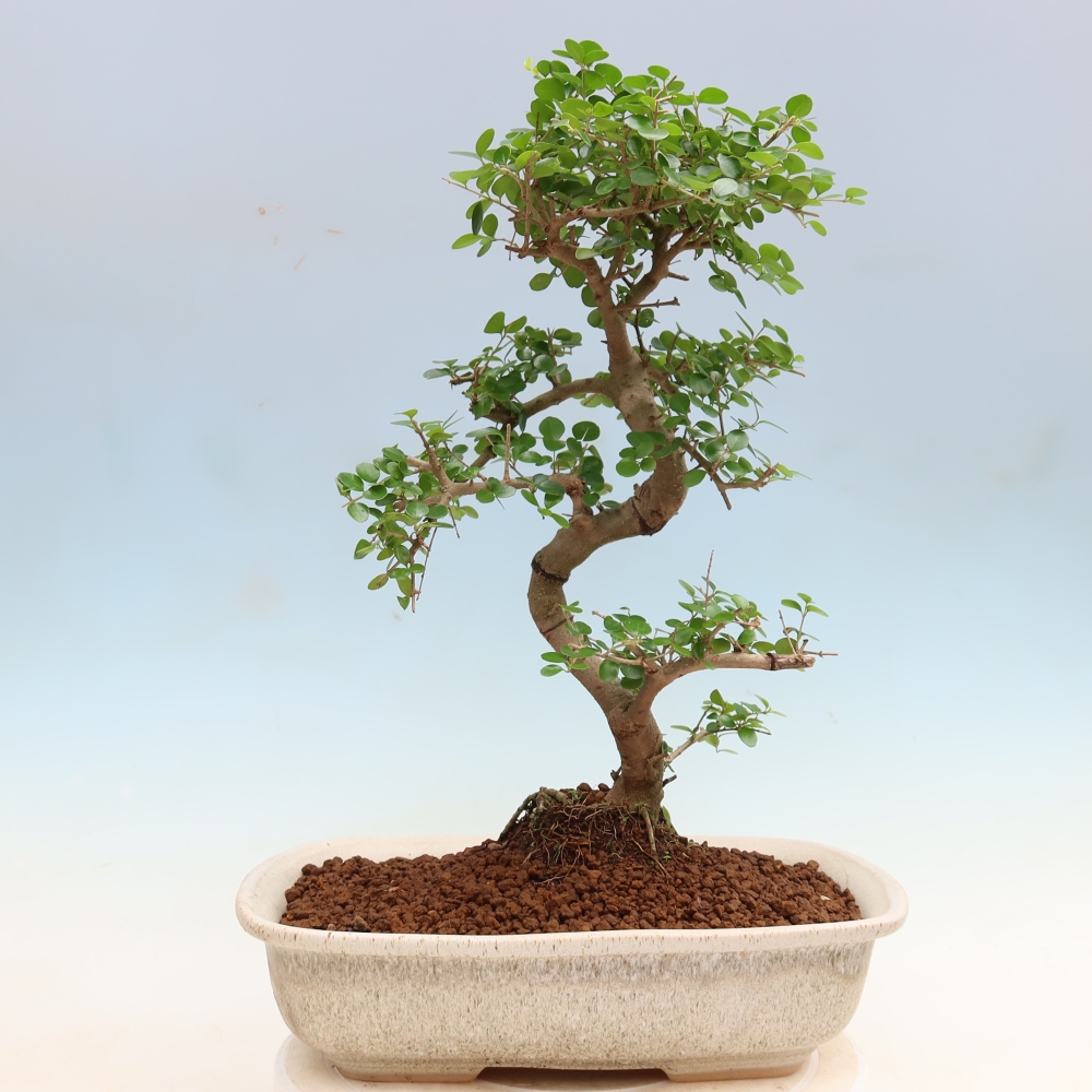 Izbový bonsaj -Ligustrum retusa - drobnolistý vtáčí zob