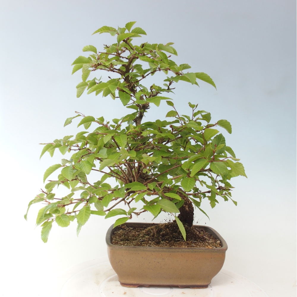 Vonkajšie bonsaje -Carpinus CARPINOIDES - Hrab kórejský