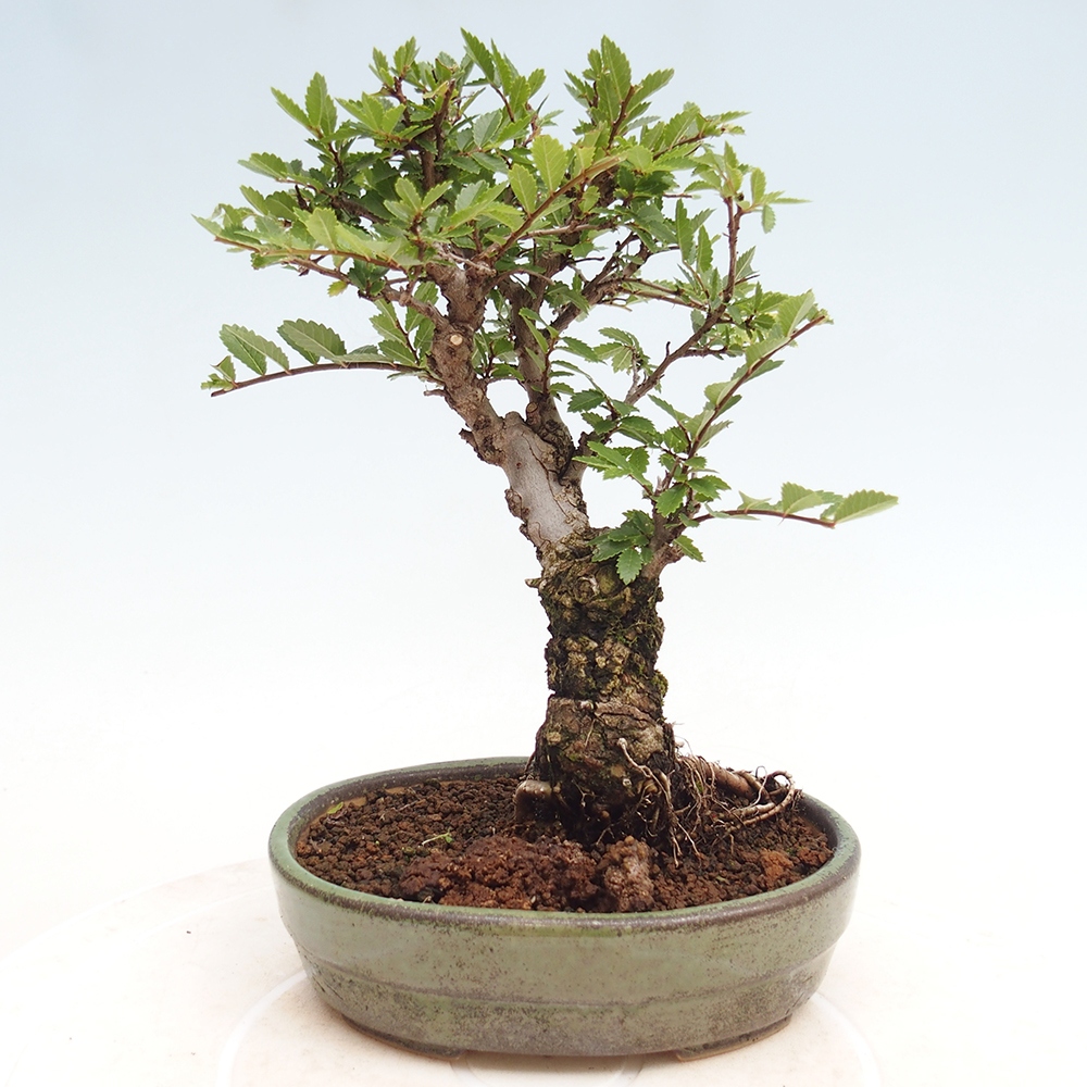Vonkajšie bonsai - Zelkova - Zelkova Nirom
