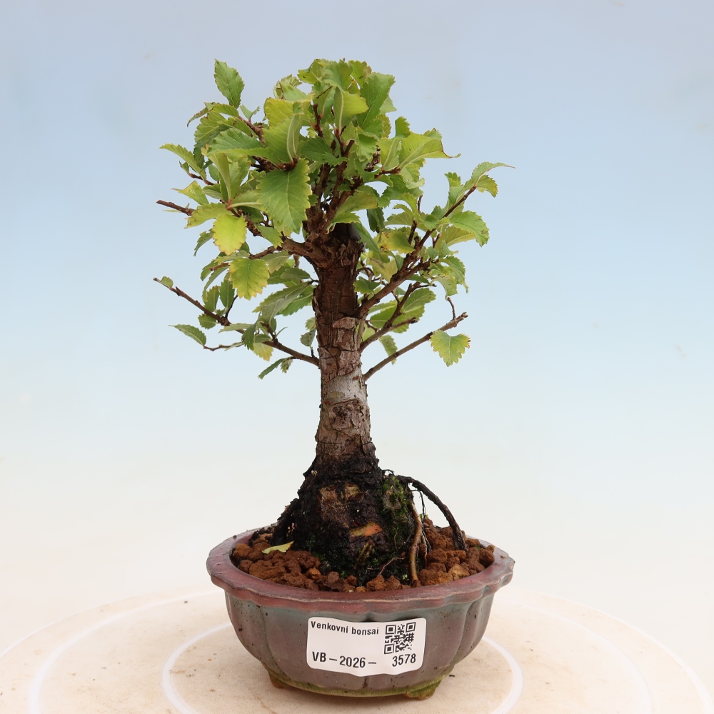 Vonkajšie bonsaje - Zelkova - Zelkova NIRE