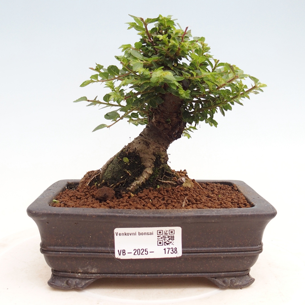 Vonkajší bonsai - Ulmus parvifolia Hokkaido - brest Činski