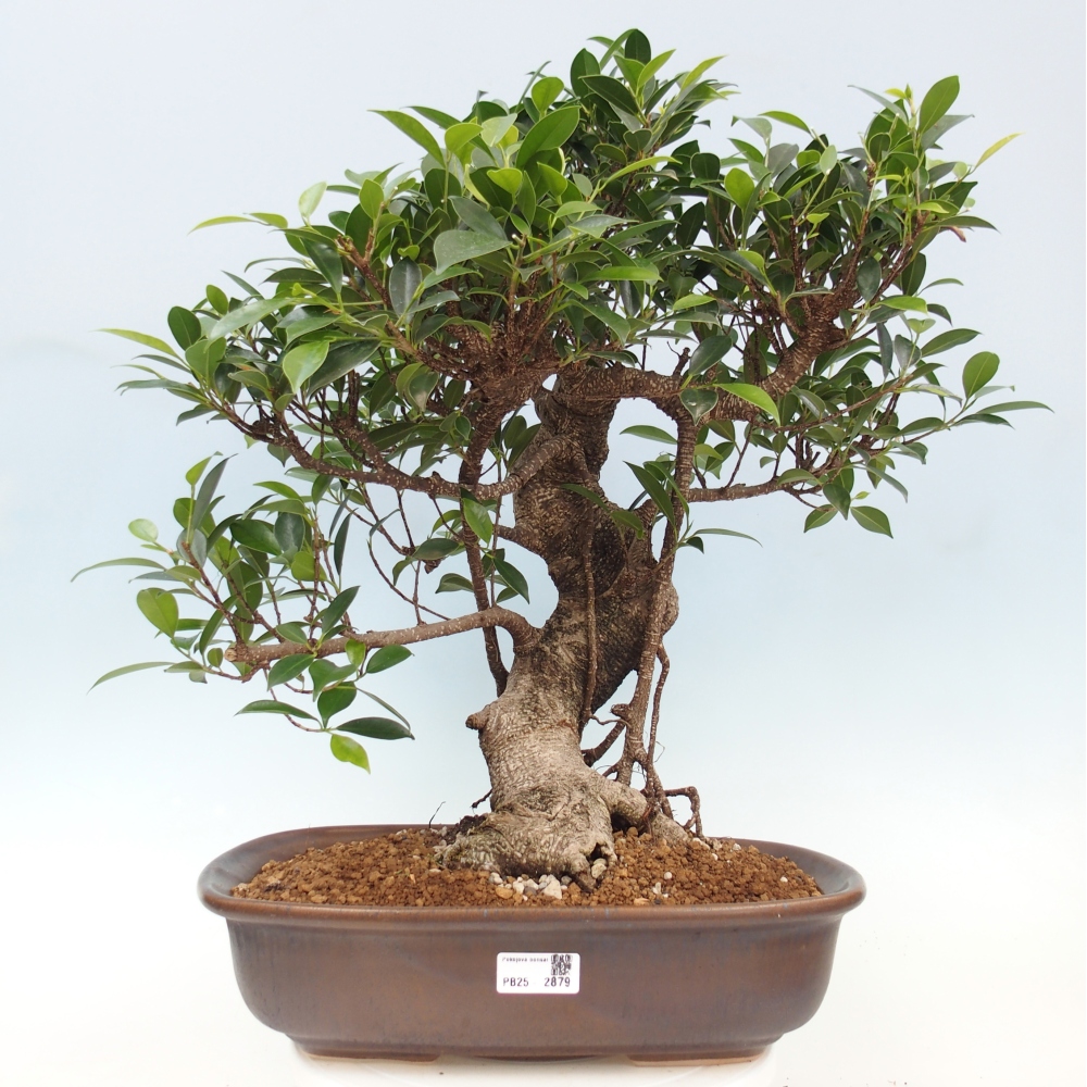 Izbový bonsaj - Ficus kimmen - drobnolistý fikus - len osobný odber alebo preprava na paletách