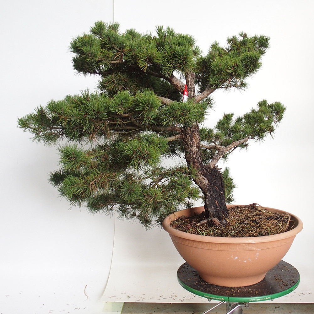 Yamadori - Pinus sylvestris Španielsko