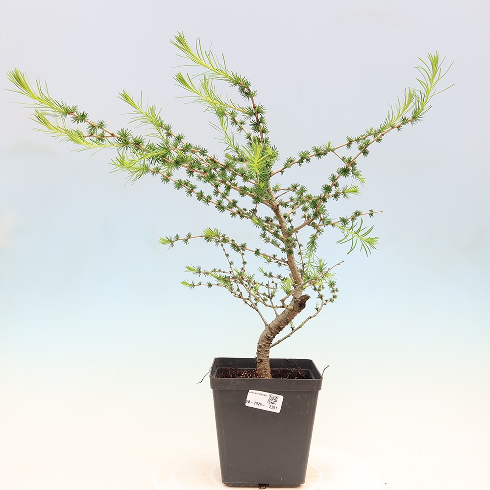 Vonkajšie bonsaje -Larix decidua - Smrekovec