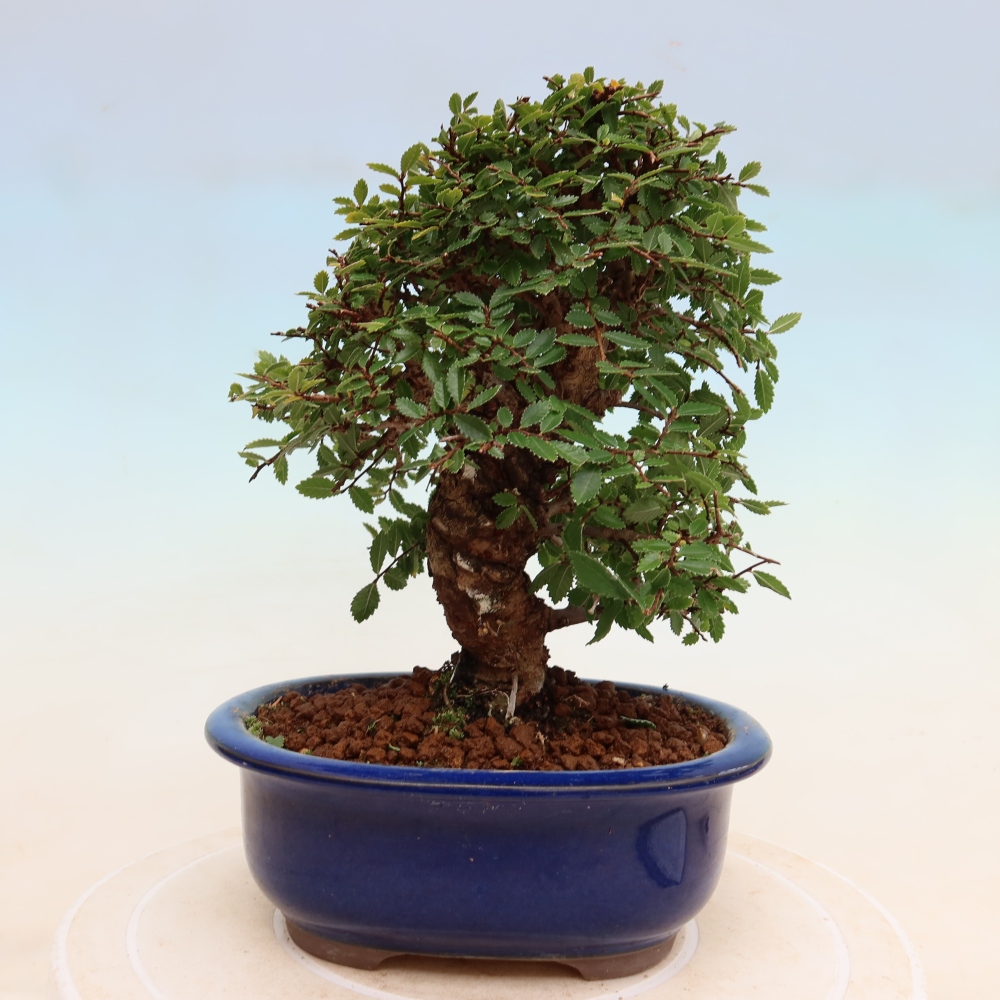 Vonkajšie bonsaje - Zelkova - Zelkova NIRE