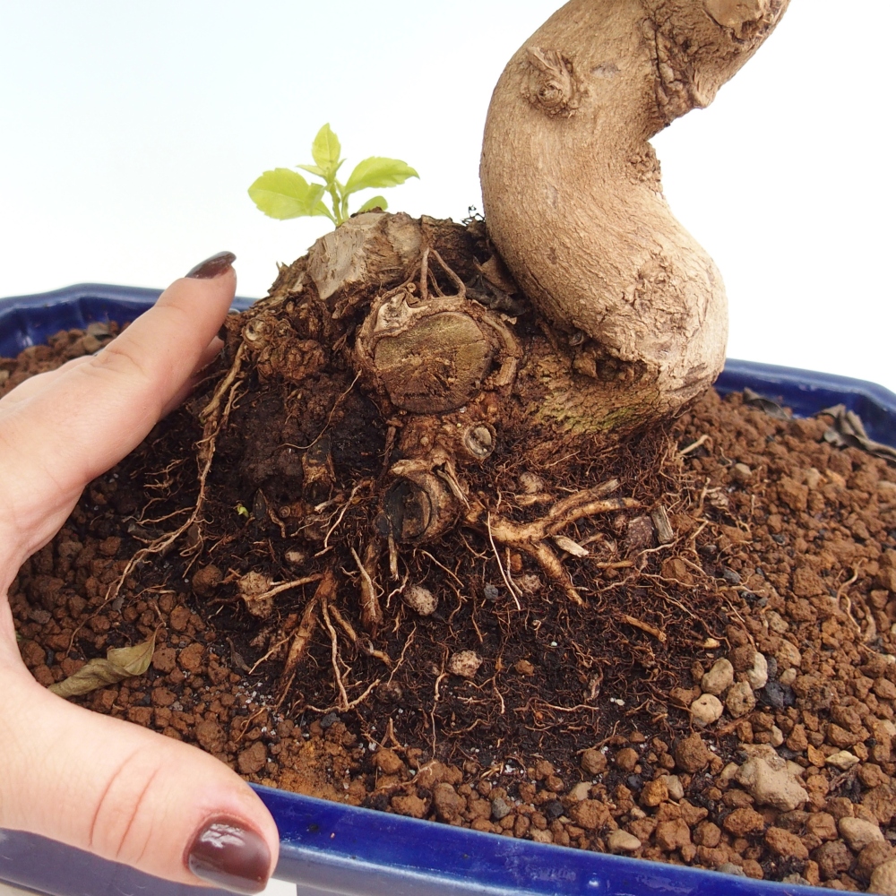 Izbový bonsaj - Duranta erecta Aurea