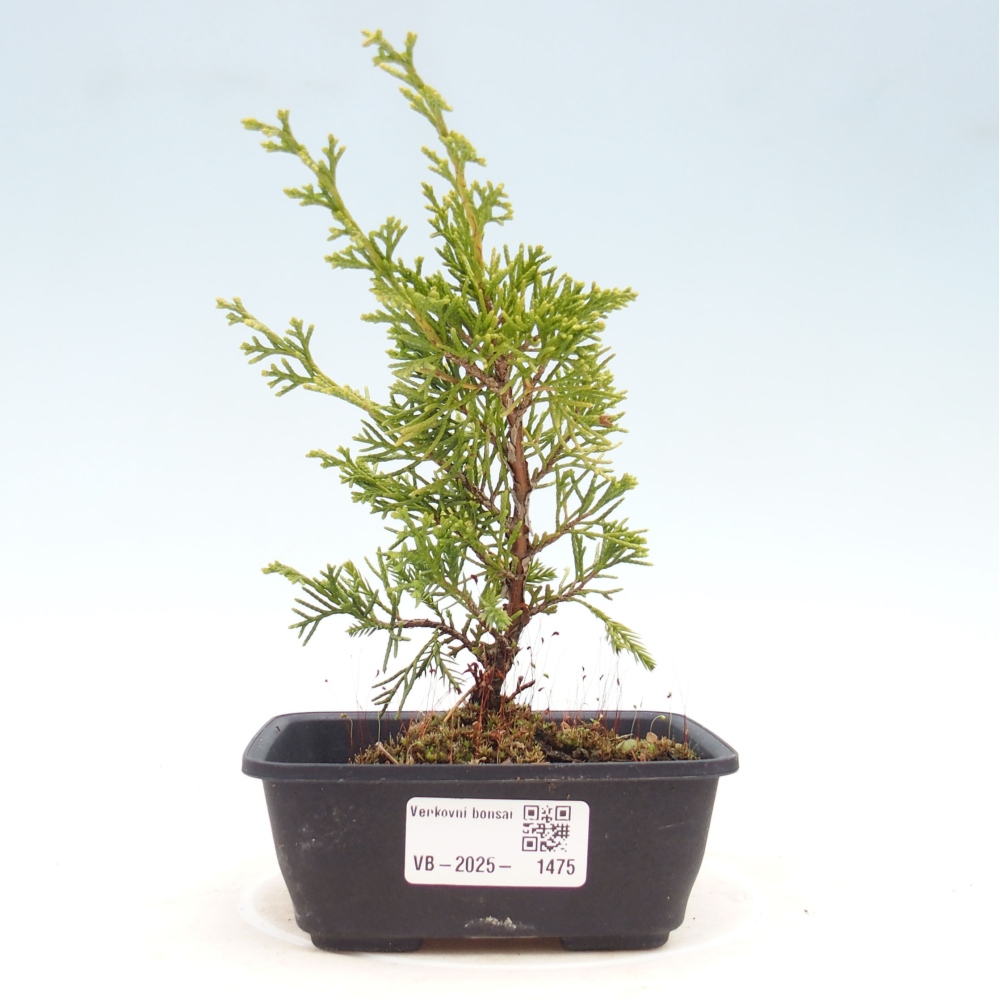 Vonkajší bonsai - Juniperus chinensis Itoigawa -Jalovec čínsky
