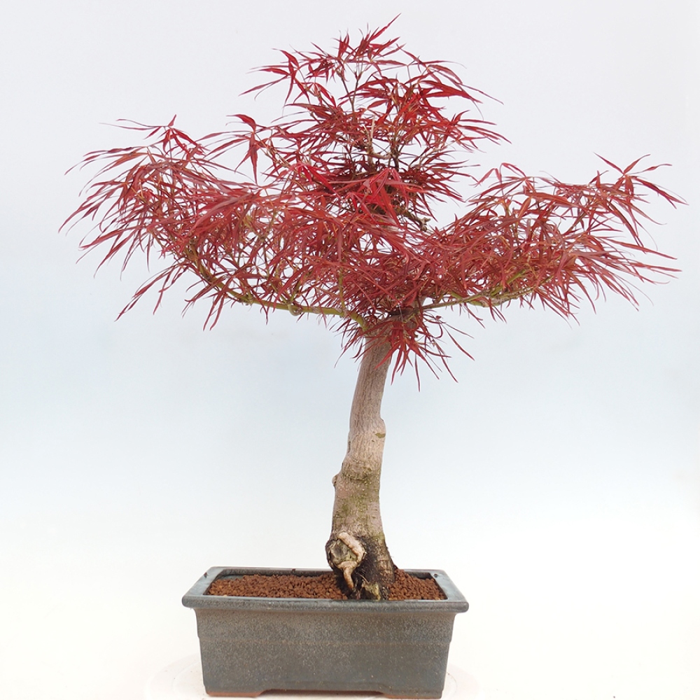 Vonkajší bonsai - Javor dlanitolistý - Acer palmatum RED PYGMY