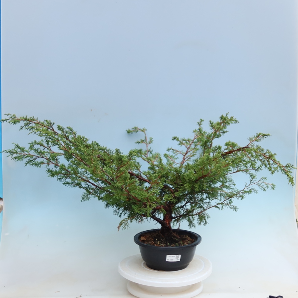 Vonkajší bonsai – Juniperus chinensis Itoigawa – čínsky jalovec