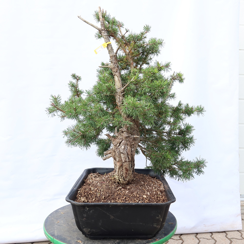 Pinus sylvestris Španielsko – borovica lesná