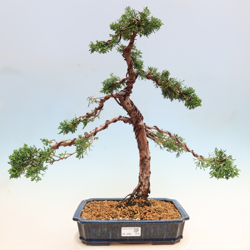 Vonkajší bonsaj - Juniperus chinensis Kishu