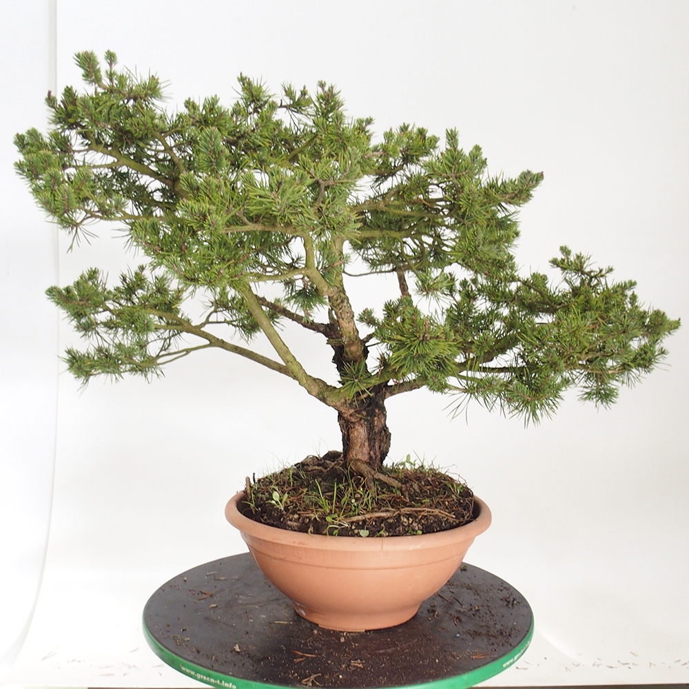 Yamadori - Pinus sylvestris Španielsko