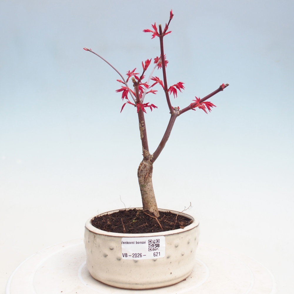 Vonkajší bonsaj - Acer palmatum DESHOJO