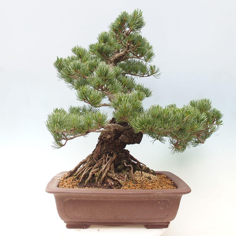 Vonkajšie bonsaje - Pinus parviflora - Pinus parviflora