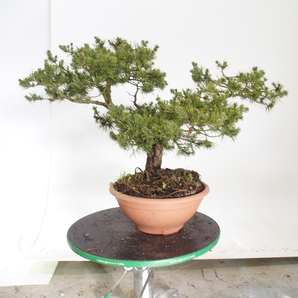 Yamadori - Pinus sylvestris Španielsko