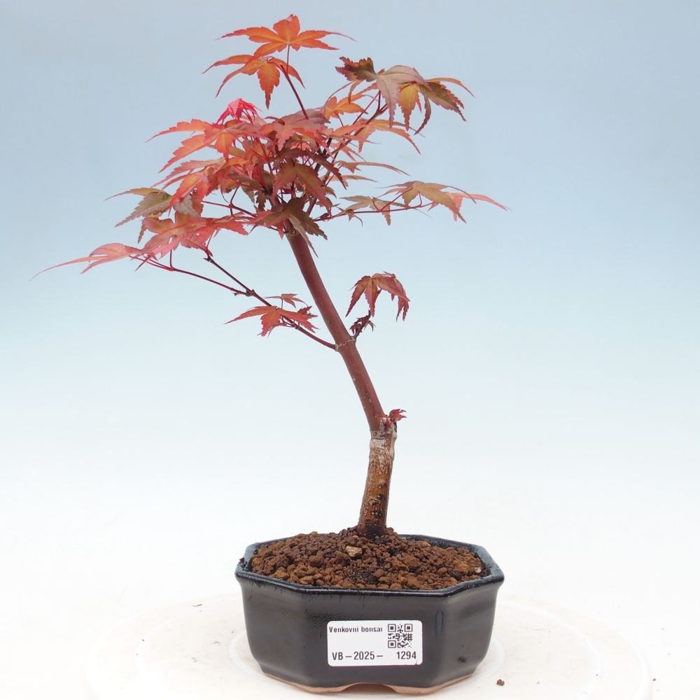 Vonkajšie bonsai - Javor dlaňolistý - Acer palmatum DESHOJO