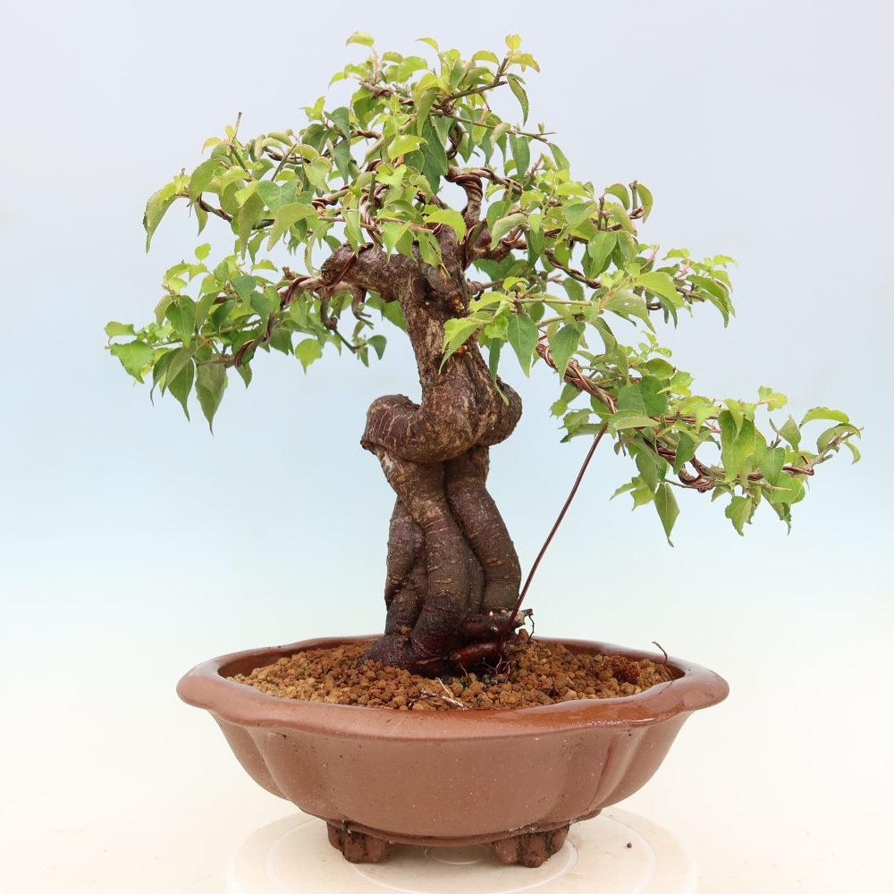 Vonkajšie bonsaje – Japonská marhuľa – Prunus Mume