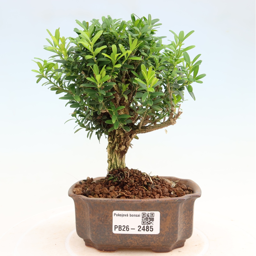 Izbové bonsaje - Buxus harlandii - korkový buxus