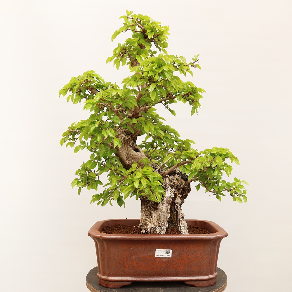 Vonkajší bonsai -Carpinus Coreana - Hrab kórejský