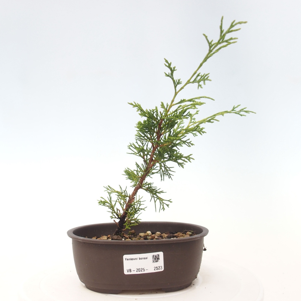 Vonkajší bonsai - Juniperus chinensis Itoigawa -Jalovec čínsky