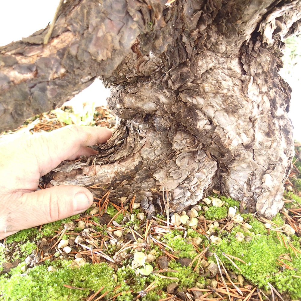 Yamadori - Pinus sylvestris Španielsko