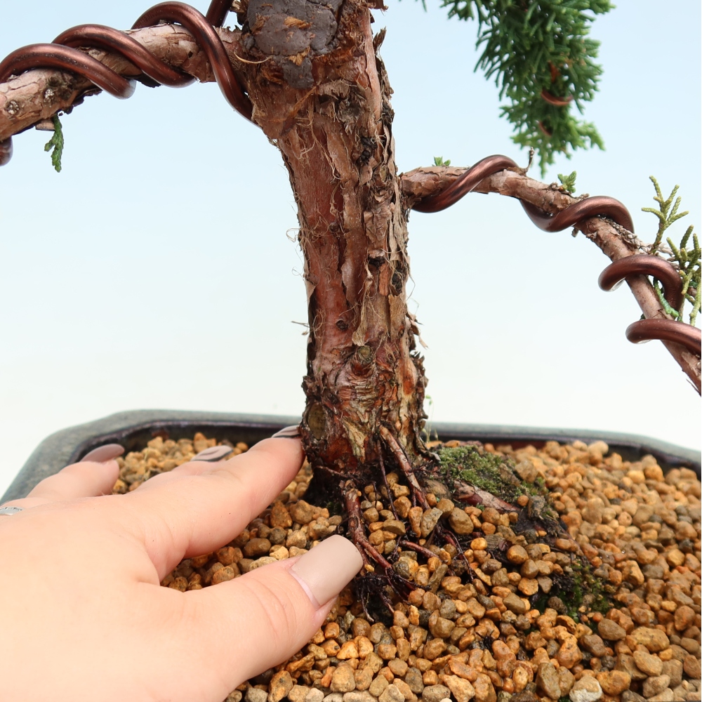 Vonkajší bonsaj - Juniperus chinensis Kishu
