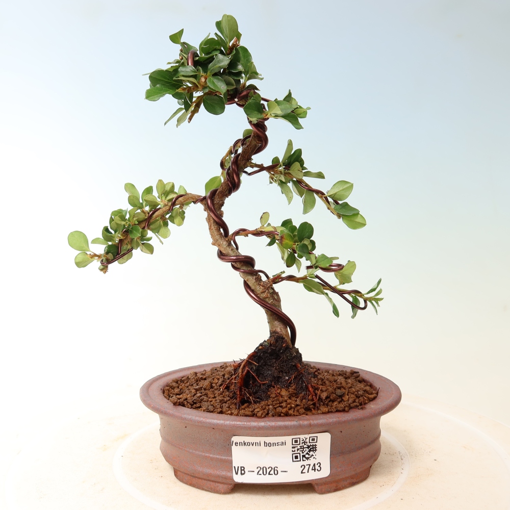 Vonkajšie bonsaje - Cotoneaster horizontalis - Skalnaté hory