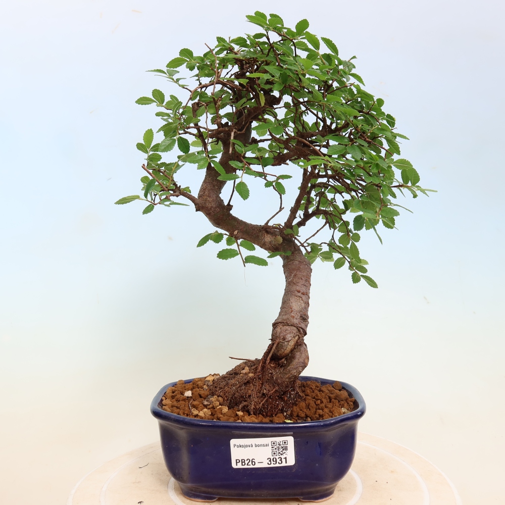 Izbový bonsaj - Ulmus parvifolia - brest malolistý