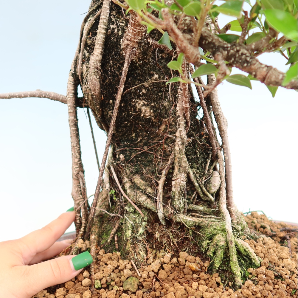 Izbové bonsaje - Ficus kimmen - drobnolistý fikus