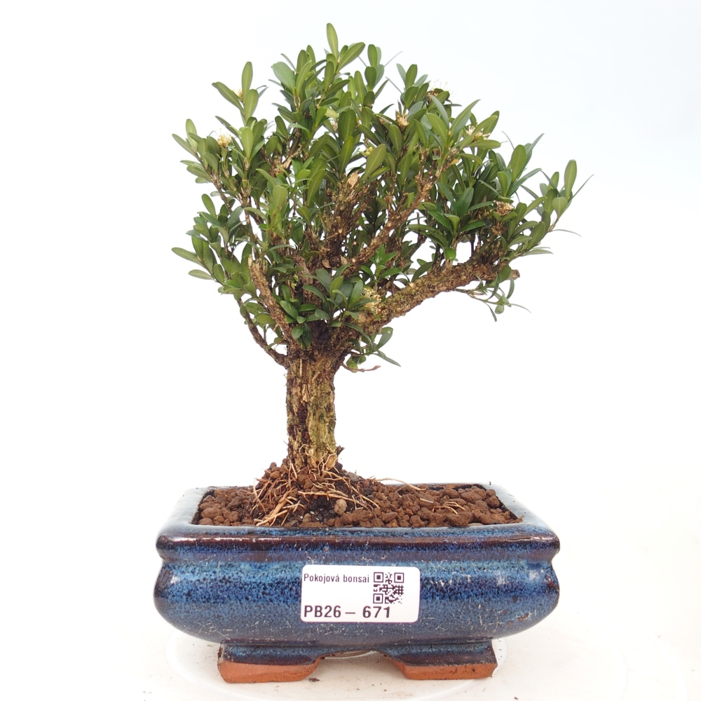Izbové bonsaje - Buxus harlandii - korkový buxus