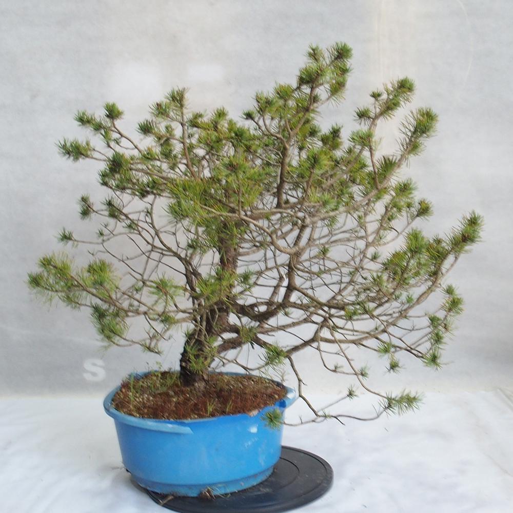 Yamadori - Pinus sylvestris 