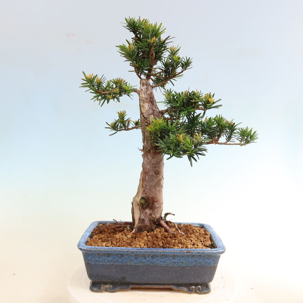 Vonkajší bonsai – Taxus cuspidata – japonský tisu