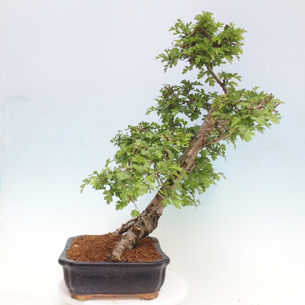 Vonkajší bonsai - Hloh - Crataegus monogyna