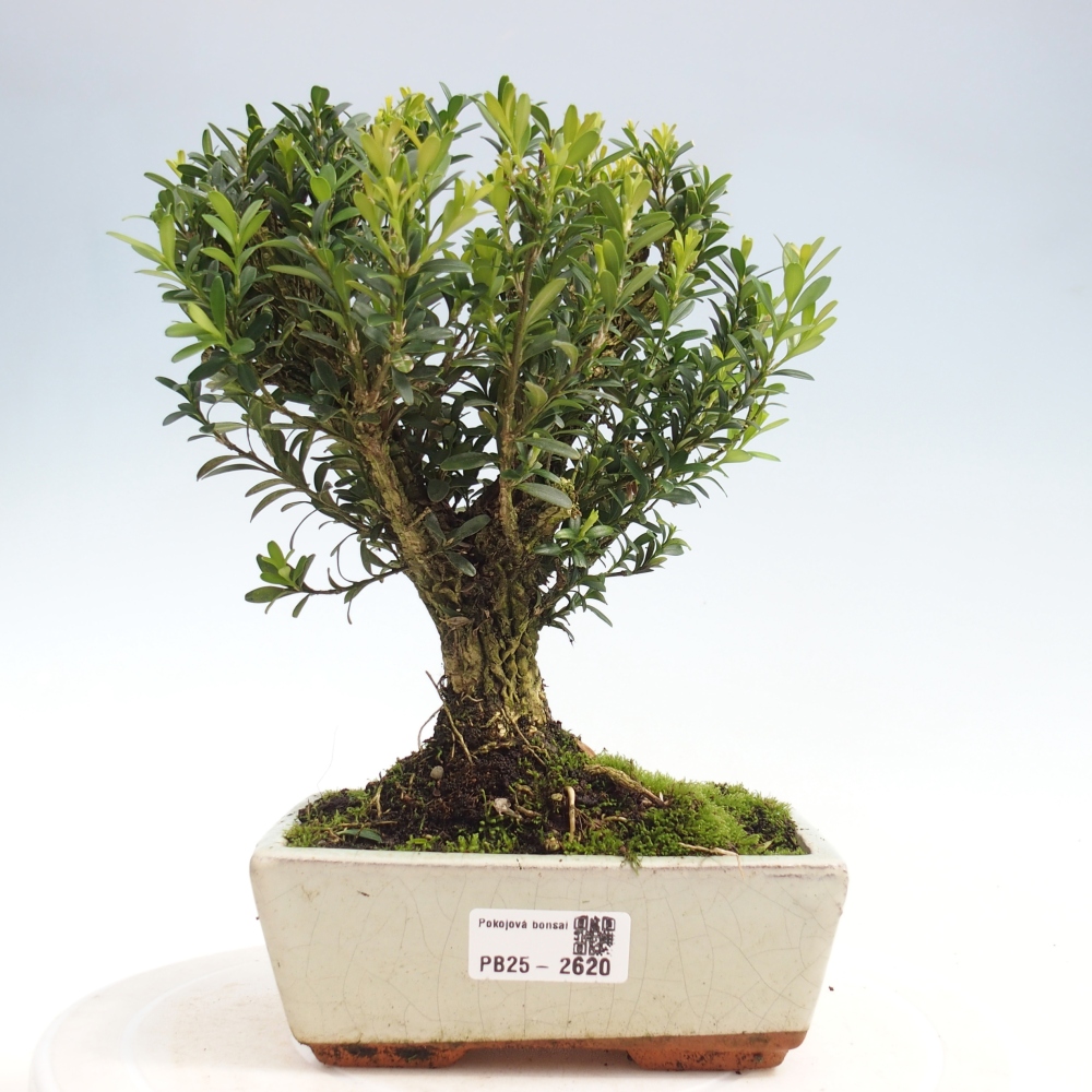 Izbová bonsai - Buxus harlandii -korkový buxus